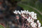 Pinewoods milkweed